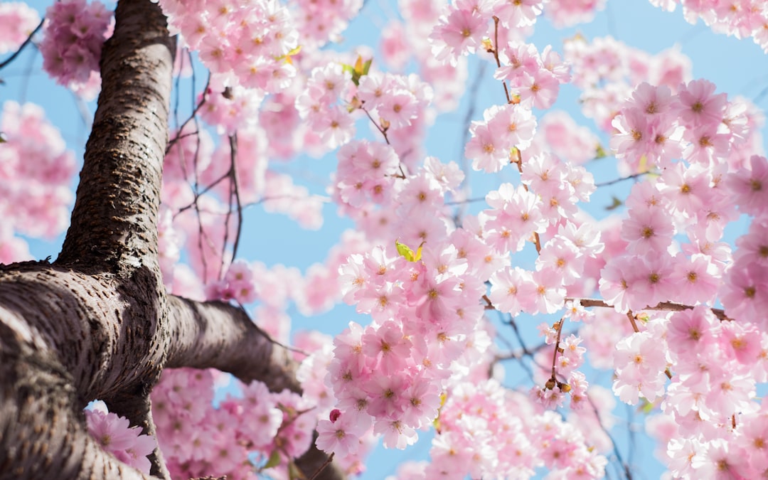 Cherry blossoms, tree trunk, pink flowers, blue sky, photography, natural light, high definition. The scene depicts cherry blossoms, a tree trunk, pink flowers against a blue sky, captured through photography using natural light in high definition. –ar 8:5