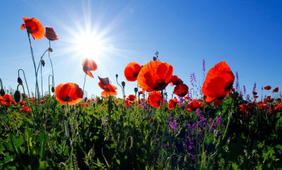 red poppies in the field, purple flowers, blue sky with sun rays, springtime, wide angle, landscape photography, high resolution, very detailed, real photo --ar 128:77