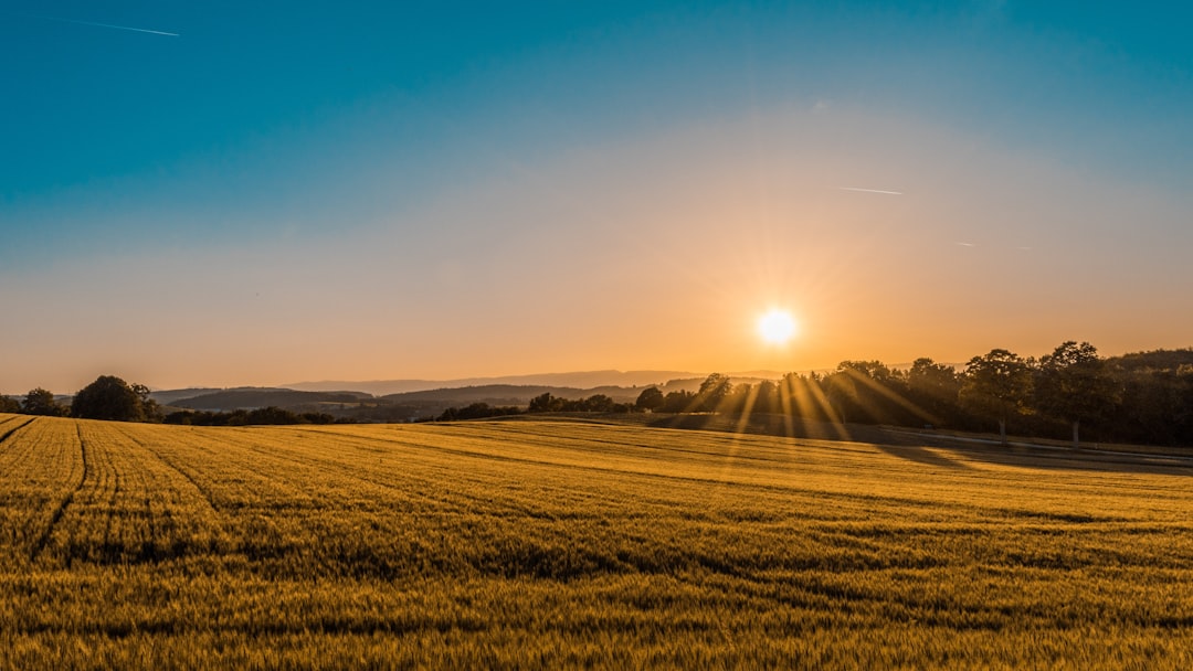 A photo of a golden sunset over a field with a clear blue sky. The sun is shining and casting long shadows across the landscape. There are some tall trees in the distance. The fields have just been cut down in the style of grain harvesters. Shot on a Sony Alpha A7 III, 35mm f/24. –ar 16:9