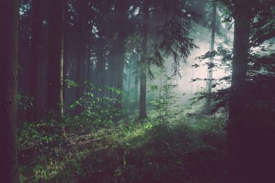 dark forest, green plants, foggy, sun rays through the trees, in the style of photography, cinematic --ar 128:85