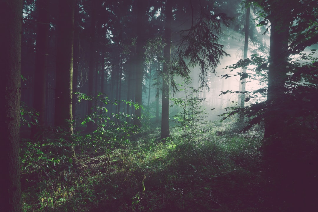 dark forest, green plants, foggy, sun rays through the trees, in the style of photography, cinematic –ar 128:85