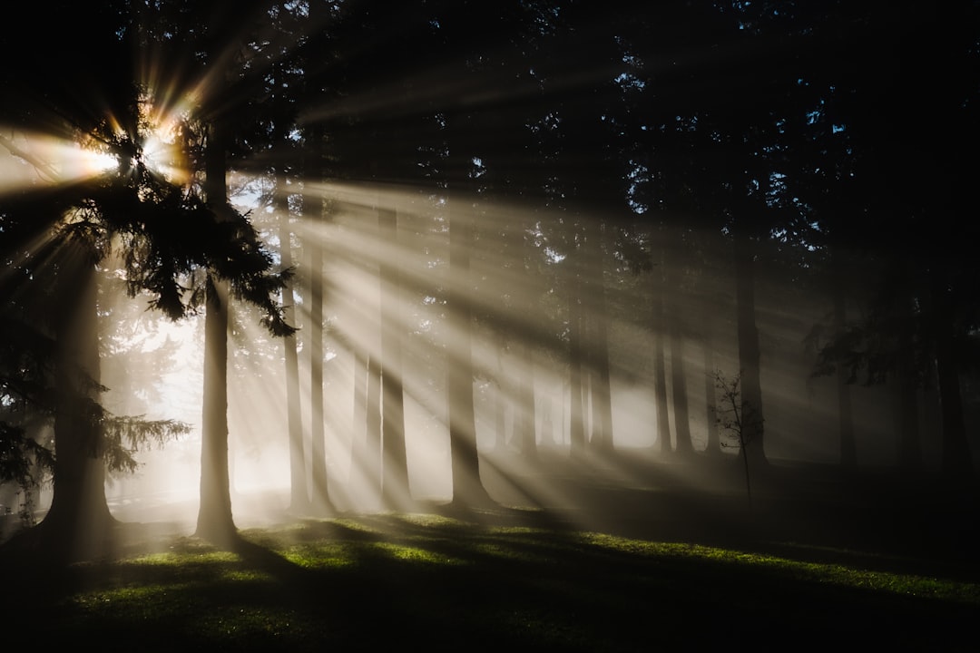 A misty forest with rays of sunlight piercing through the trees, creating an ethereal and magical atmosphere. The photo is taken from behind the tall pine tree in the foreground, with the sun’s light casting long shadows on green grass beneath it. The background features dense fog adding to the mystical ambiance. Shot by [Ansel Adams](https://goo.gl/search?artist%20Ansel%20Adams) using Nikon D850 for sharp details and vivid colors. –ar 128:85