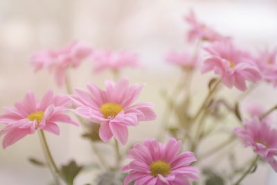 Pink daisies in the foreground, blurred background, soft focus, dreamy atmosphere, pastel color palette, delicate brush strokes, floral photography with natural light and soft lighting, elegant and romantic style. --ar 128:85