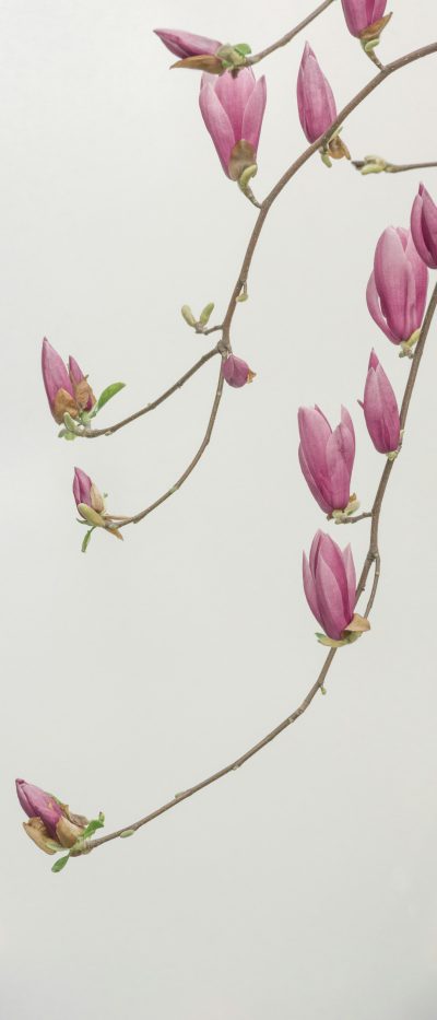 a branch of magnolia flowers and buds hanging in the air, white background, high resolution photography, realism --ar 27:64