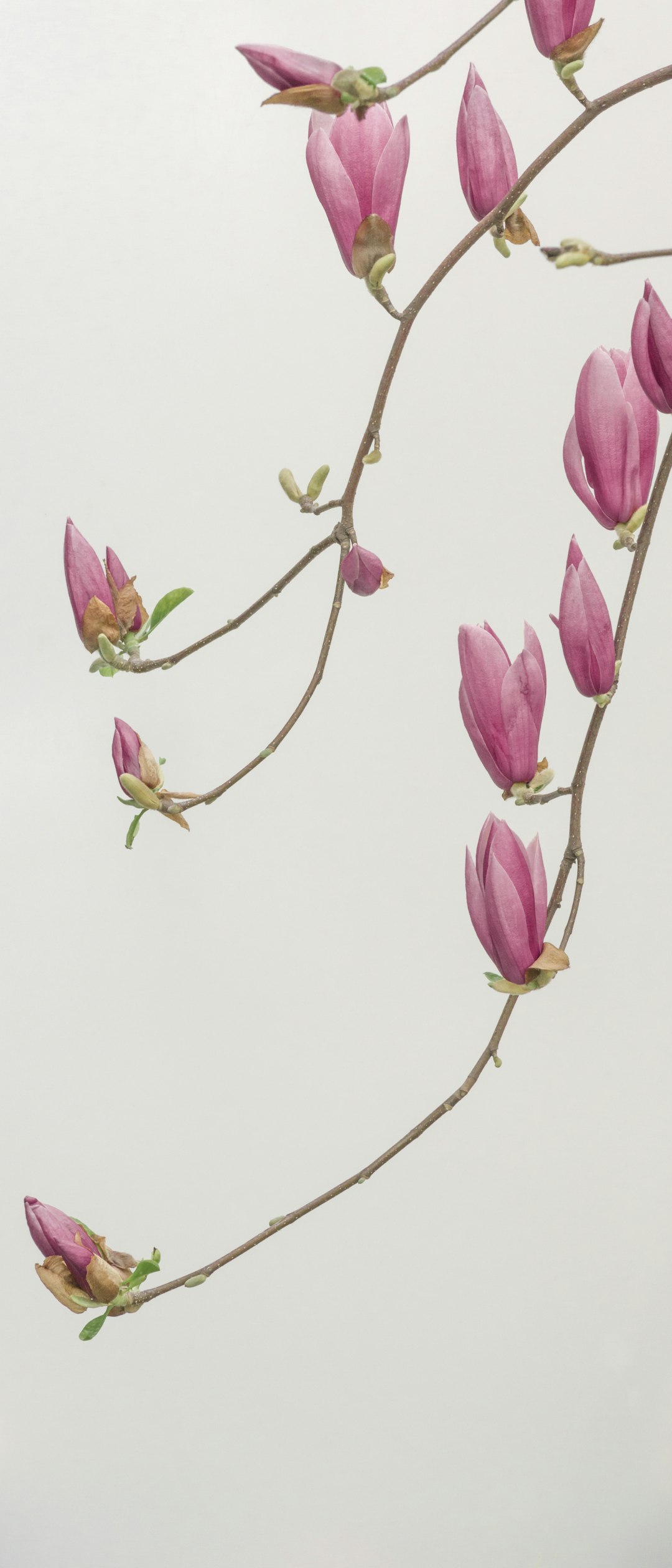 a branch of magnolia flowers and buds hanging in the air, white background, high resolution photography, realism –ar 27:64