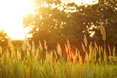 In the golden hour, tall grass sways gently in the breeze under the warm sunlight. The background is a lush green forest with towering trees and clear skies. This scene captures nature's beauty at its most enchanting moment. The photography was shot in the style of Sony Alpha A7R IV, using a high resolution camera. --ar 128:85