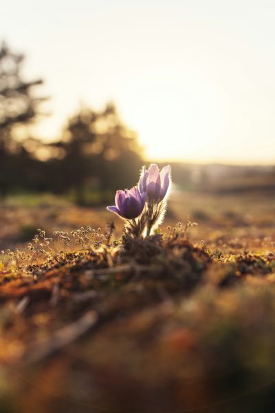 In the early spring morning, on an open field covered in moss and dusted with dewdrops, there was only one delicate purple flower blooming from the earth. The sunlight shone through, creating beautiful light effects. In front of it stood a single crocus bud just about to bloom. This photo was taken using a Canon EOS R5 camera with a macro lens at an f/28 aperture setting. It has an extremely high resolution of over ten million pixels in the style of Canon EOS R5 camera. --ar 85:128