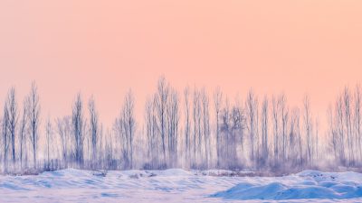 In winter, the sky is pink and orange in color, with many trees covered in snow on both sides of an endless snowy field. The composition uses long shots to highlight details, with the light blue shadows of distant poplar forests creating a serene atmosphere. High definition photography captures delicate textures through telephoto lenses, presenting the unique beauty of northern China's scenery. This photo showcases a pure white world of ice and snow. It gives people tranquility. in the style of high definition photography. --ar 16:9