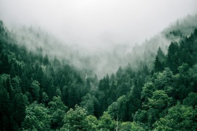 photo of forest landscape, foggy, cloudy, green trees, aerial view, unsplash photography style, --ar 128:85