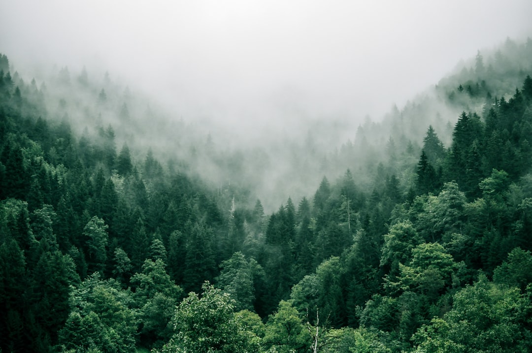 photo of forest landscape, foggy, cloudy, green trees, aerial view, unsplash photography style, –ar 128:85