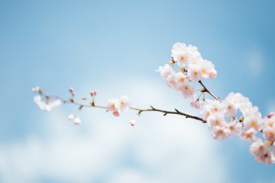 Photo of a single cherry blossom branch with delicate pink flowers against the blue sky, symbolizing spring and renewal, taken in the style of Canon EOS R5 using a macro lens at f/2.8 aperture. --ar 128:85