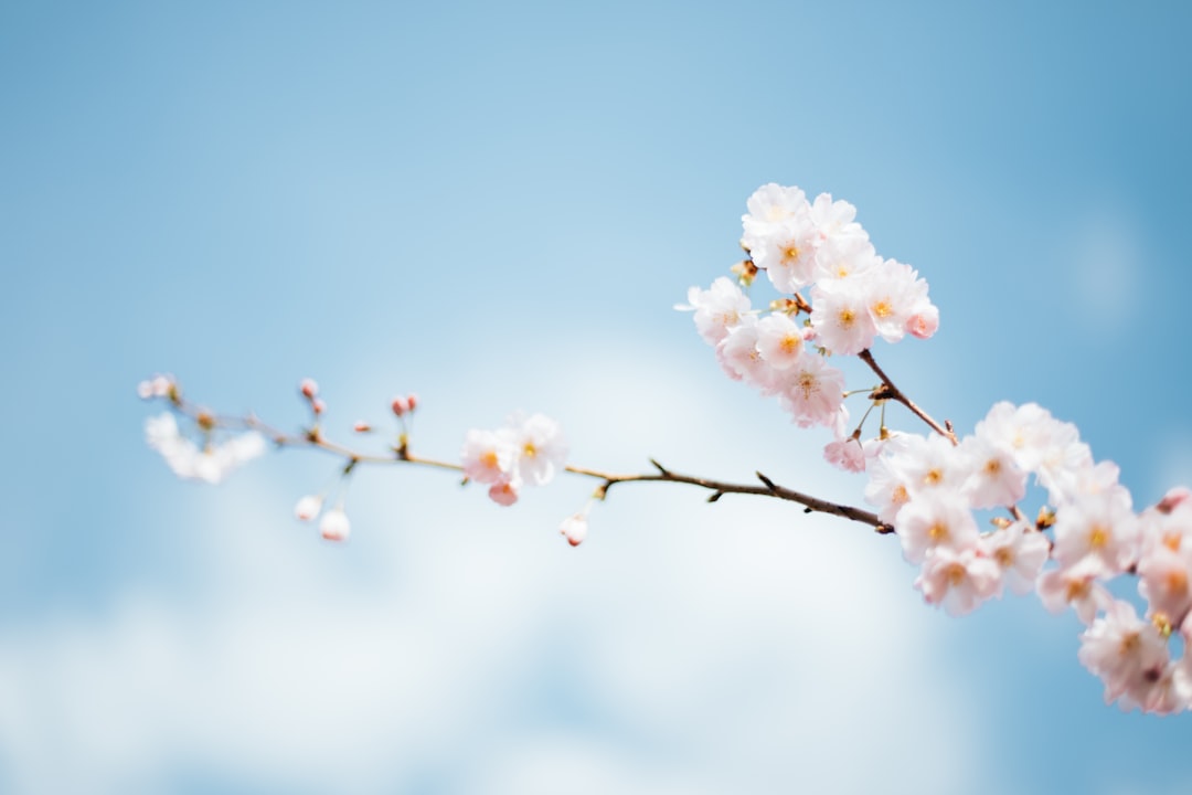 Photo of a single cherry blossom branch with delicate pink flowers against the blue sky, symbolizing spring and renewal, taken in the style of Canon EOS R5 using a macro lens at f/2.8 aperture. –ar 128:85