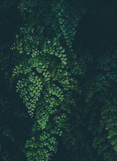 A dark green background with small, delicate heartshaped leaves. The foliage is dense and lush, creating an atmosphere of tranquility and nature's beauty. This design would be perfect for those who love the organic feel of plants or wildlifethemed designs. , grainy film photo, cinematic shot, vintage filter, dark tones, --ar 23:32