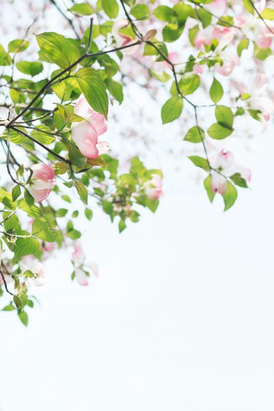 photography of a pink dogwood tree with light green leaves against a white background, taken from a low angle shot with a spring vibe and soft lighting, in the fresh and elegant style of floral patterns with blooming flowers in a closeup of branches and petals, capturing natural beauty. --ar 85:128