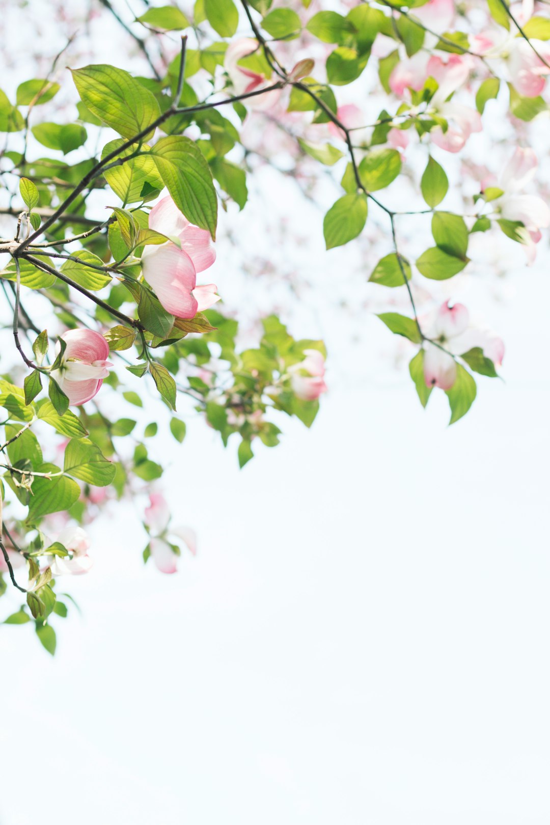 photography of a pink dogwood tree with light green leaves against a white background, taken from a low angle shot with a spring vibe and soft lighting, in the fresh and elegant style of floral patterns with blooming flowers in a closeup of branches and petals, capturing natural beauty. –ar 85:128