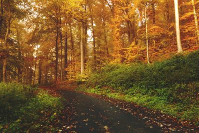 A winding path through an autumn forest, with leaves of gold and red scattered on the ground. The trees around have orange-brown foliage that adds to its beauty. In front is a fork in the road which leads left or right into more woods. It's a serene scene perfect for nature lovers who love fall colors. --ar 128:85