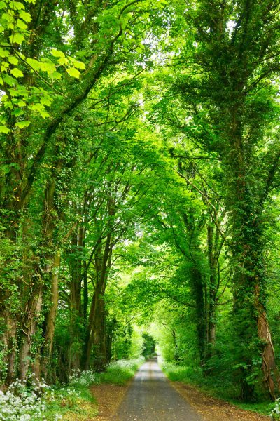 Beautiful country road through lush green trees in the English countryside, photo realistic, high resolution, high definition in the style of English countryside. --ar 85:128