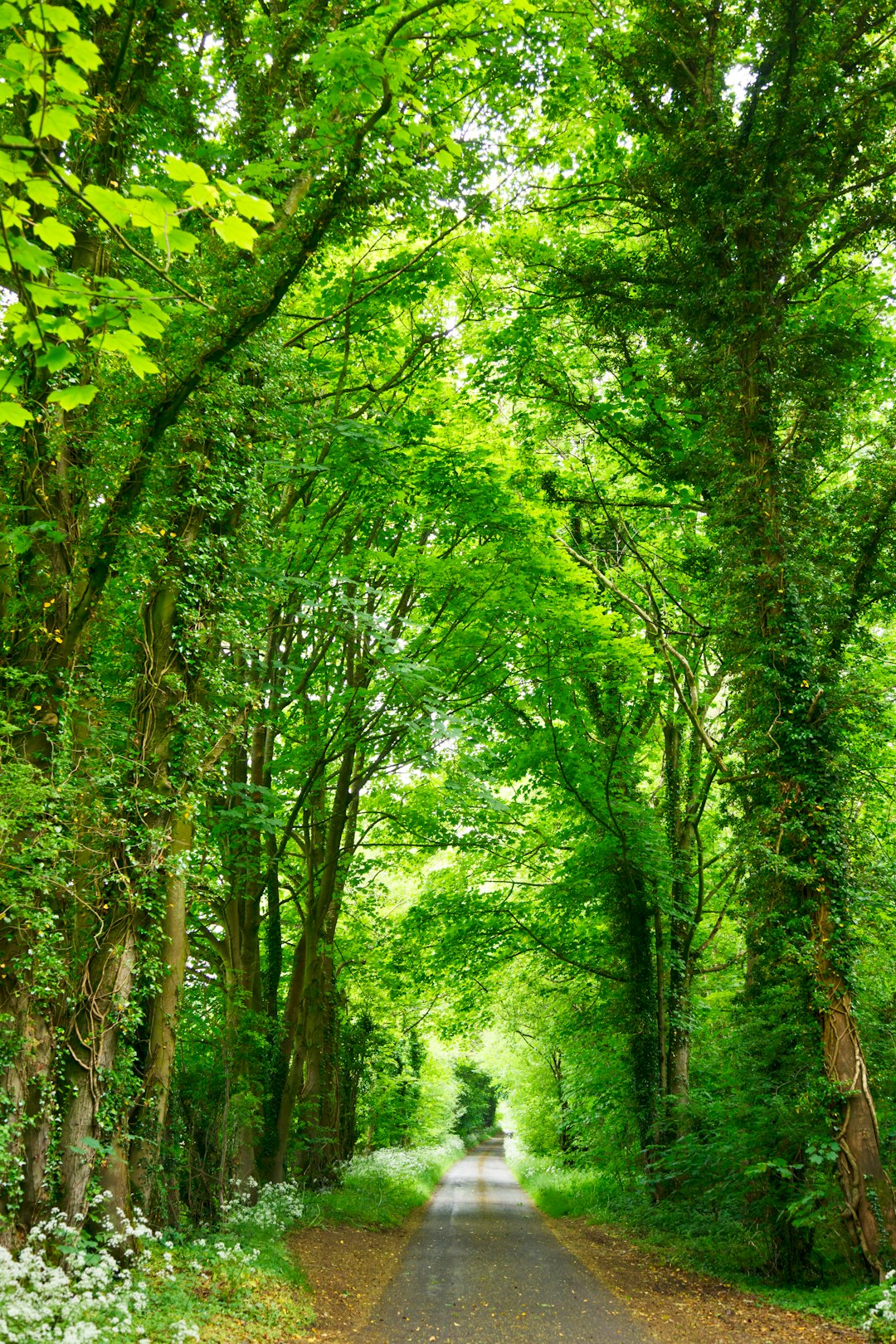 Beautiful country road through lush green trees in the English countryside, photo realistic, high resolution, high definition in the style of English countryside. –ar 85:128