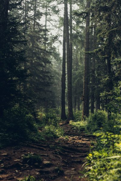 photo of an old forest trail, tall trees with green foliage, dark and misty atmosphere, unsplash photography style, natural light, ultra realistic, cinematic lighting, depth of field, f/28mm --ar 85:128