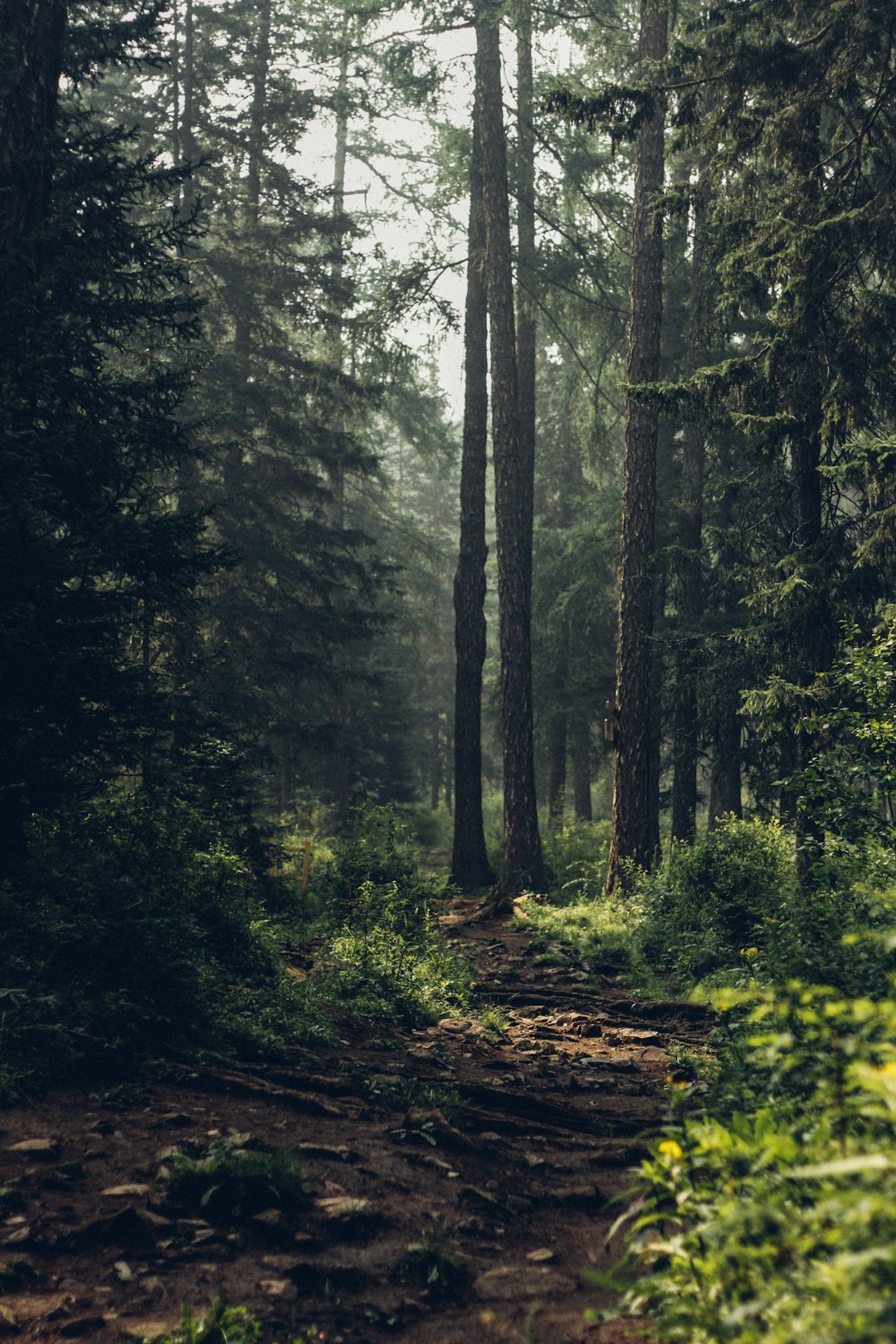 photo of an old forest trail, tall trees with green foliage, dark and misty atmosphere, unsplash photography style, natural light, ultra realistic, cinematic lighting, depth of field, f/28mm –ar 85:128