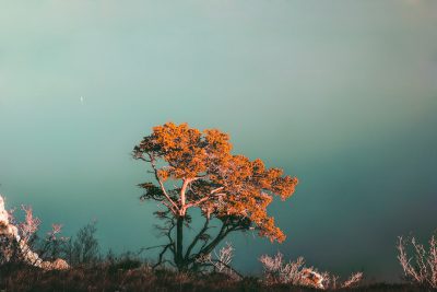 A photo of an orange tree on the edge of a cliff, minimalistic, with a teal sky and fog. The photo is in the style of a minimalistic artist, with a teal sky and fog surrounding an orange tree on a cliff edge. --ar 128:85