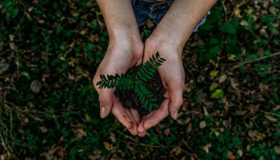 A photo of hands holding soil with a green plant in it, taken from a top view, with a green forest background, in the style of unsplash photography. --ar 128:73