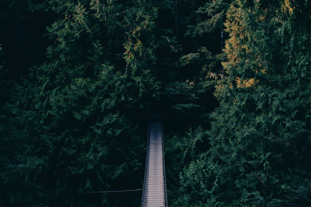 A straight wooden bridge in the middle of a dense forest, viewed from above, with dark green trees and muted colors, in the style of unsplash photography. –ar 128:85