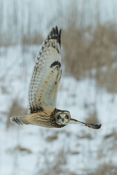 Shorteared owl flying over the snowcovered field, motion blur, motion focus photography --ar 85:128