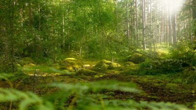 Mosscovered stones dot the forest floor, surrounded by tall trees with sunlight filtering through their leaves, creating an enchanting and peaceful atmosphere in summer. cinematic, shot on canon eos r6 mark II , national geographic photography --ar 16:9