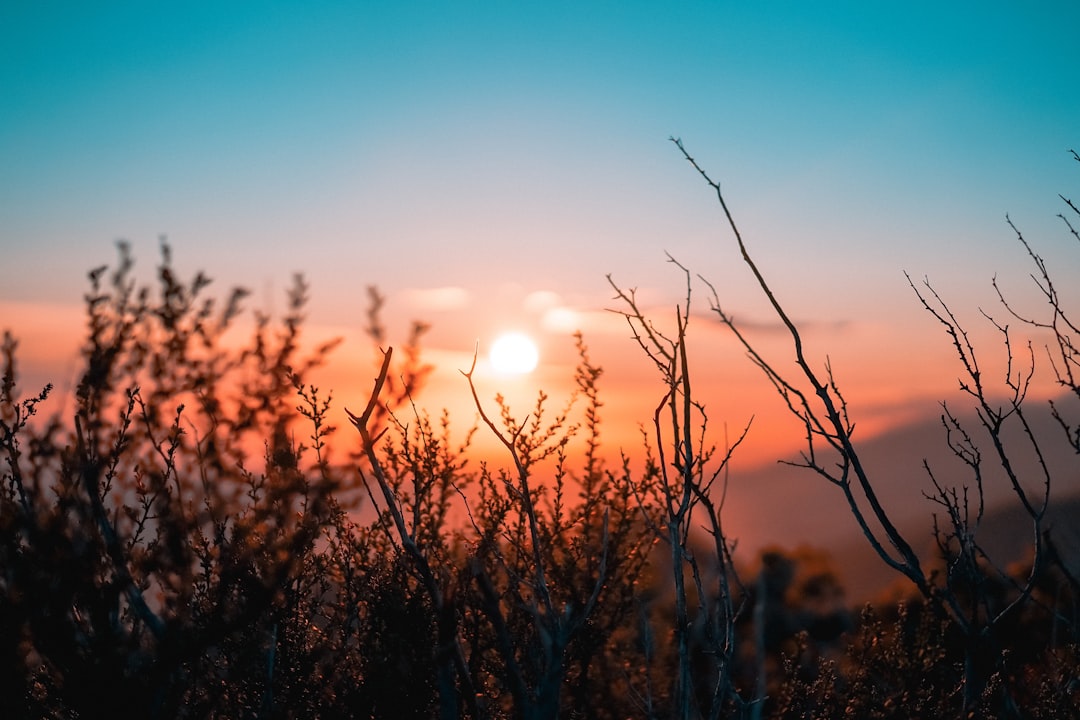 photograph of Sunset in the mountains, with some dry branches in the foreground, the sky is blue and orange, shot in the style of Sony Alpha A7 III –ar 128:85