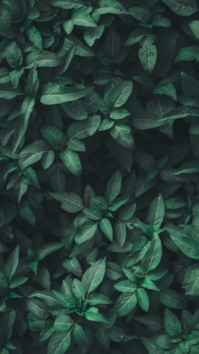 A dark green background of leaves, creating an elegant and minimalist wallpaper for your phone or tablet, focusing on the face in the style of minimalism. --ar 9:16