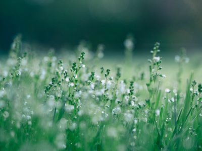 a blurred background of green grass with small white flowers, shallow depth of field, macro photography, photorealistic landscapes, natureinspired imagery, stockphoto, closeup, bokeh effect, water drops, blurry background, green grass --ar 4:3