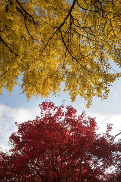 In autumn, the sky is blue and white clouds float in it. The red maple leaves on both sides of two ginkgo trees have just transformed into yellow with bright colors. In close range, they can see the golden branches of various shapes. This photo was taken by Nikon camera D750, showing the entire scene. It's an impressive image that showcases the beauty of nature. At eye level angle, it creates a visual effect. With a wideangle lens perspective, the scenery becomes more spectacular. --ar 85:128