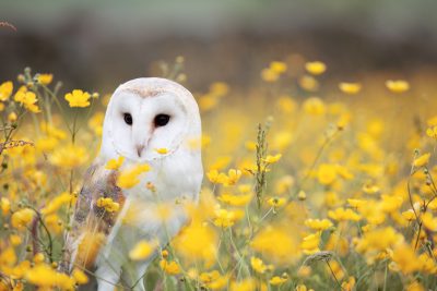 A beautiful barn owl in the middle of yellow flowers, in the style of photography. --ar 128:85