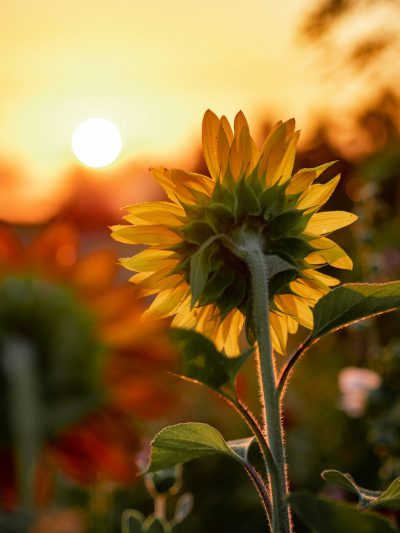 A sunflower in the foreground, sunset in the background, blurred garden with other flowers and plants in the distance, photographed with a Sony A7 III camera using a 2490mm f/3.5 lens. --ar 3:4