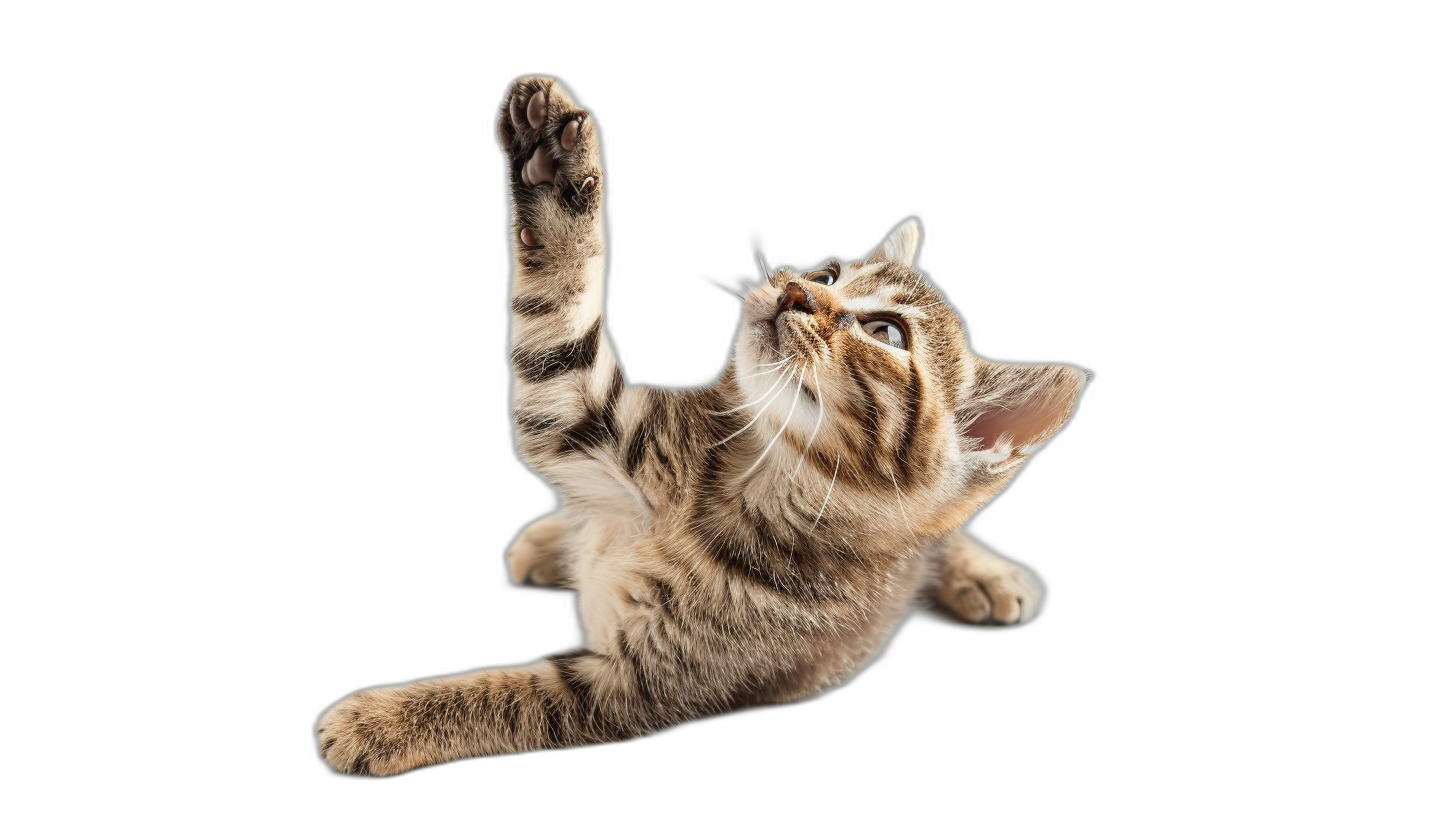 Cute cat playing, jumping and reaching for something on a black background in the photo shot from below in the style of high resolution photography.