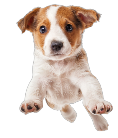 Cute puppy flying in the style of isolated on a black background, detailed photo