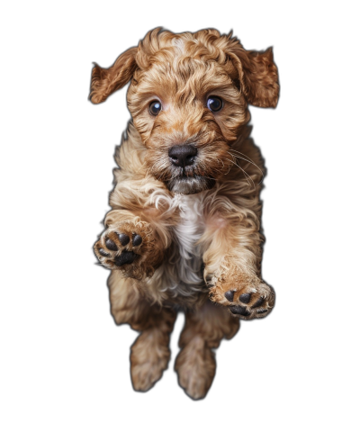 Cute golden doodle puppy, full body shot, jumping in the air with paws outstretched towards camera, isolated on black background, in the style of high definition photography.