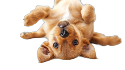 A photo of an adorable puppy lying upside down, with its paws and tail facing upwards isolated on black background, photorealistic style, high resolution photography