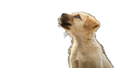 A cute golden retriever puppy is looking up at the sky with a side view against a solid black background in a detailed photo.