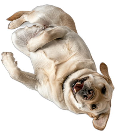 view from above of happy labrador lying on back, isolated black background, hyper realistic photography