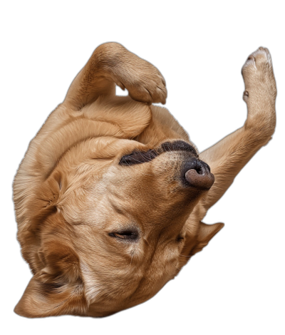 photo of golden labrador dog doing yoga, upside down pose, isolated on black background, funny expression, cute