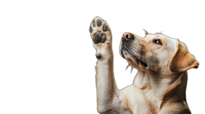 A labrador dog is holding up its paw to give a high five against a black background in a detailed photographic style.