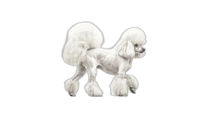 A white poodle dog walking full body on a black background, a detailed illustration in the style of airbrush art, with watercolor and oil painting styles and an intricate design featuring deep colors and bright lightness with super detail in high resolution, isolated on a white background.