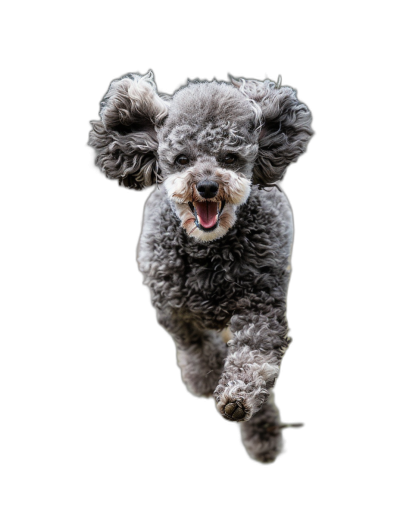 A grey poodle jumping towards the camera, isolated on a black background, with professional photography in the style of studio lighting.