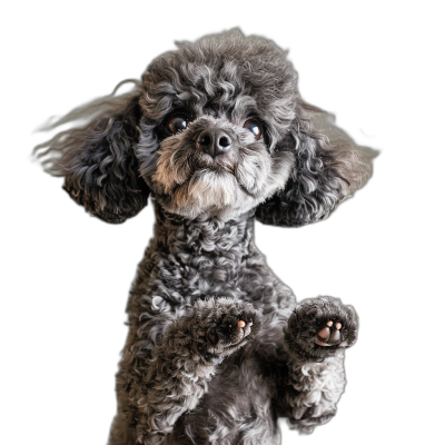 Photorealistic full body portrait of an adorable gray poodle dog standing on its hind legs with its front feet in the air, black background, award winning photography, professional color grading, soft shadows, clean sharp focus in the style of digital photography.