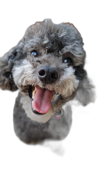 A portrait of an excited grey poodle with tongue out, happy face expression, black background, shot from above, hyper realistic photography