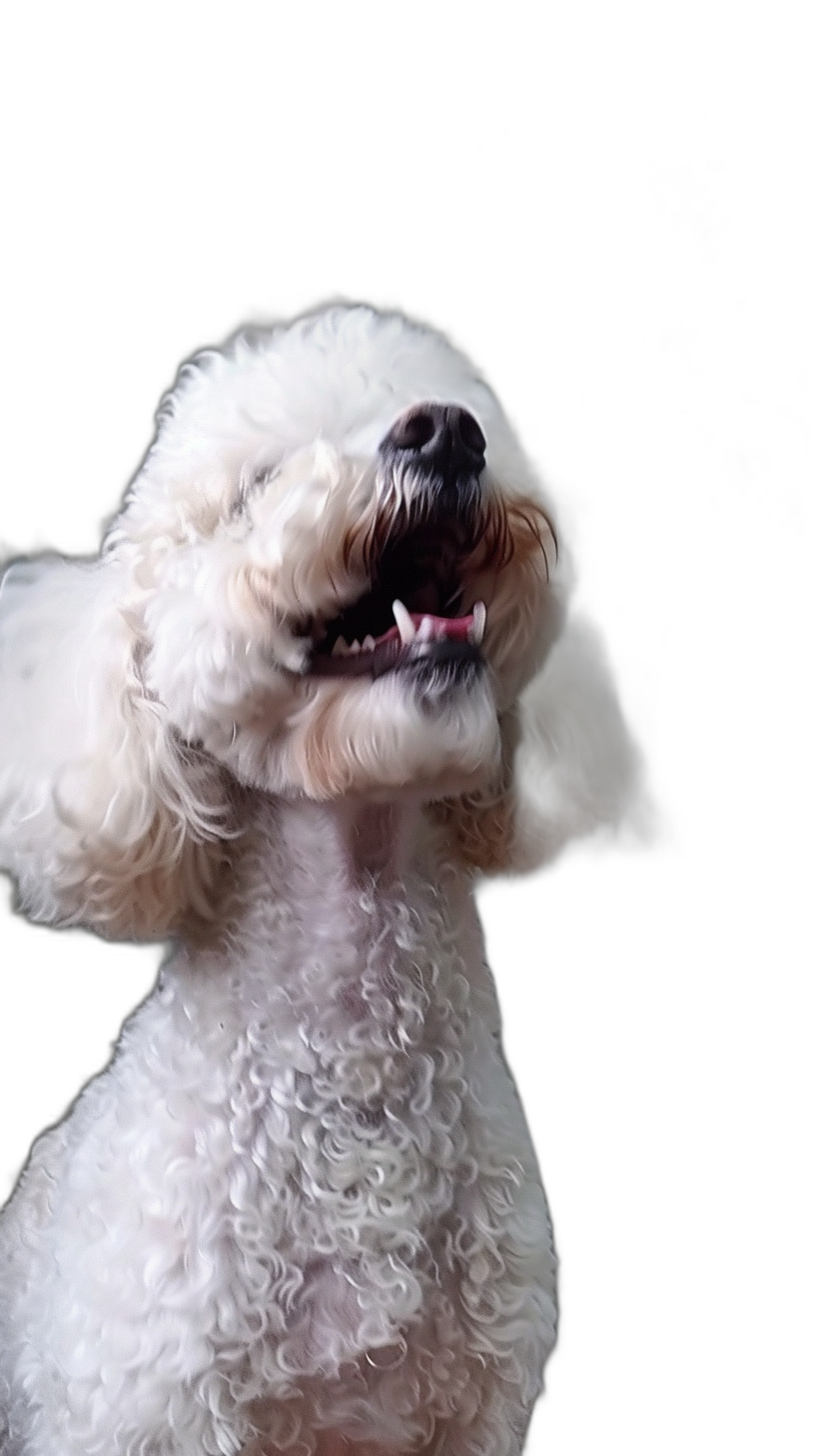 White Poodle barking, with a happy expression, on a solid black background, in the style of portrait photography, in a closeup shot from the side of his head, with his mouth open wide and tongue out.