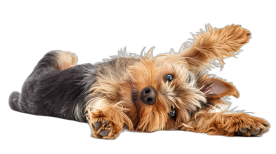 View from above, full body photo of a happy Yorkshire Terrier lying on her back playing with her front paws in the air, isolated against a black background, high resolution photography.