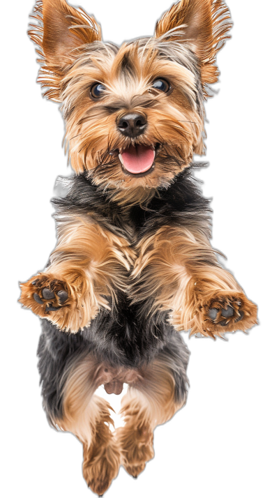 Hyper realistic photo of a happy Yorkshire Terrier floating in the air with his paws outstretched on a black background, in a symmetrical composition, as a full body portrait in the style of reflection photography using a Fujifilm Pro 400H film.